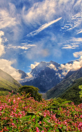 Valley Of Flowers